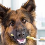 dog holding toothbrush