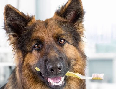 dog holding toothbrush